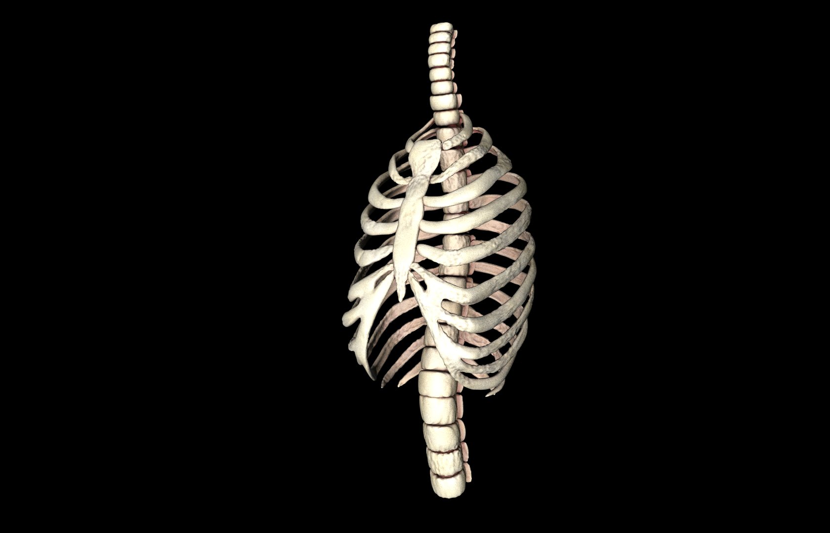 Rib Cage Accurate 3d Model With Verterbrae and Ribs 3D model_36