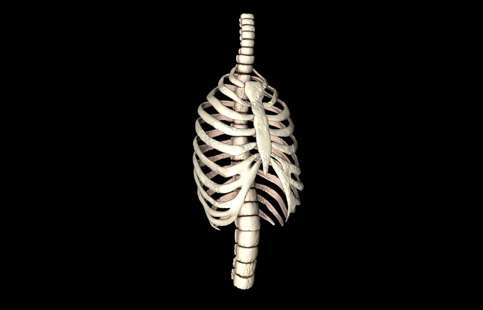 Rib Cage Accurate 3d Model With Verterbrae and Ribs 3D model_9