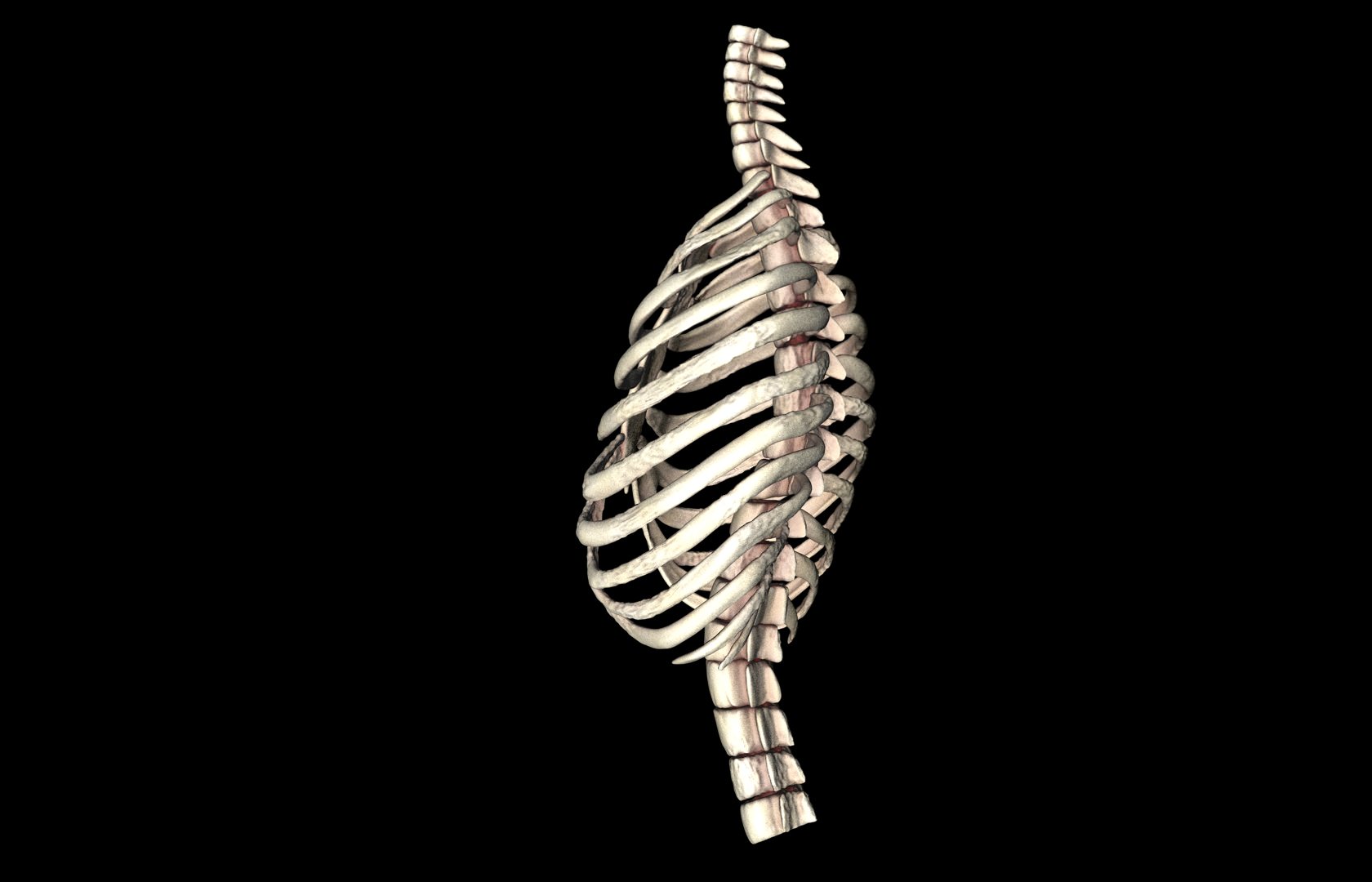 Rib Cage Accurate 3d Model With Verterbrae and Ribs 3D model_29