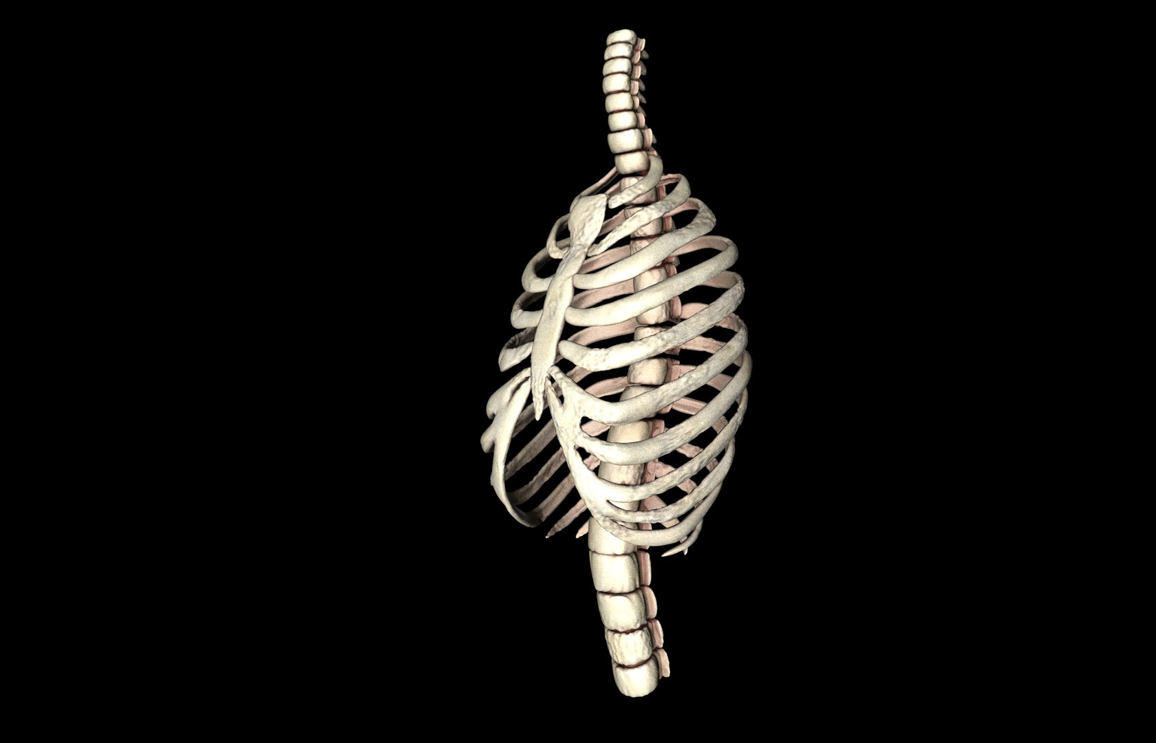 Rib Cage Accurate 3d Model With Verterbrae and Ribs 3D model_34
