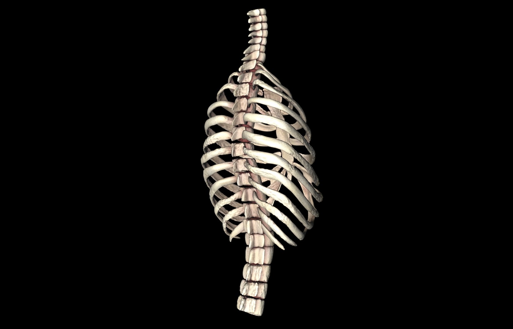 Rib Cage Accurate 3d Model With Verterbrae and Ribs 3D model_19