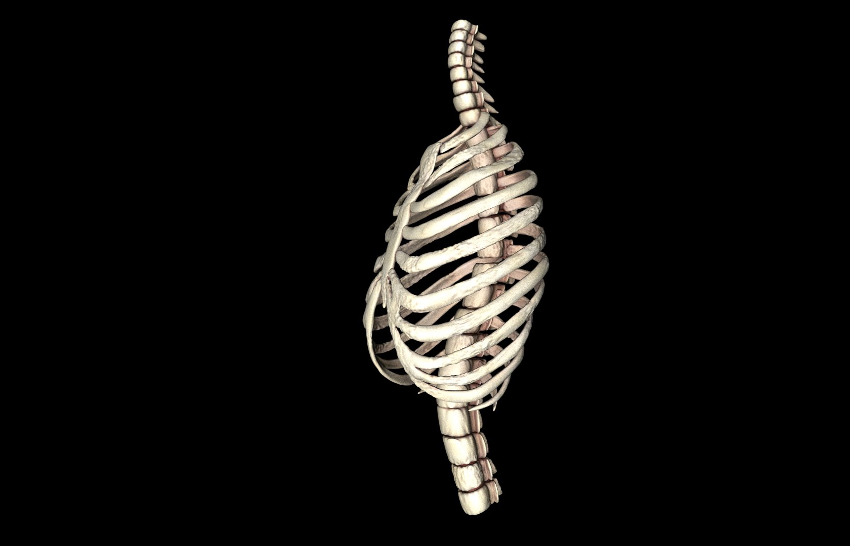 Rib Cage Accurate 3d Model With Verterbrae and Ribs 3D model_32