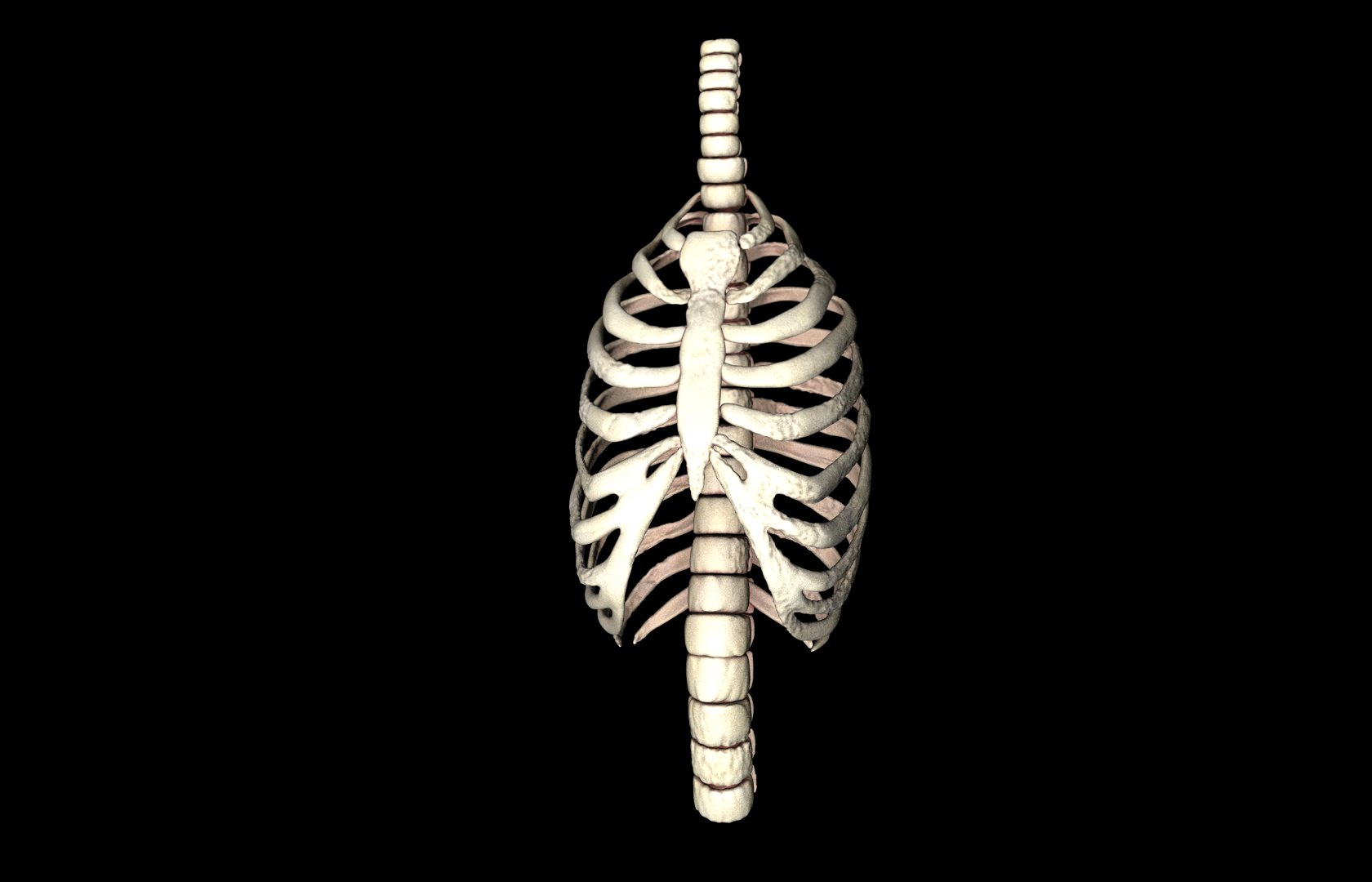 Rib Cage Accurate 3d Model With Verterbrae and Ribs 3D model_38