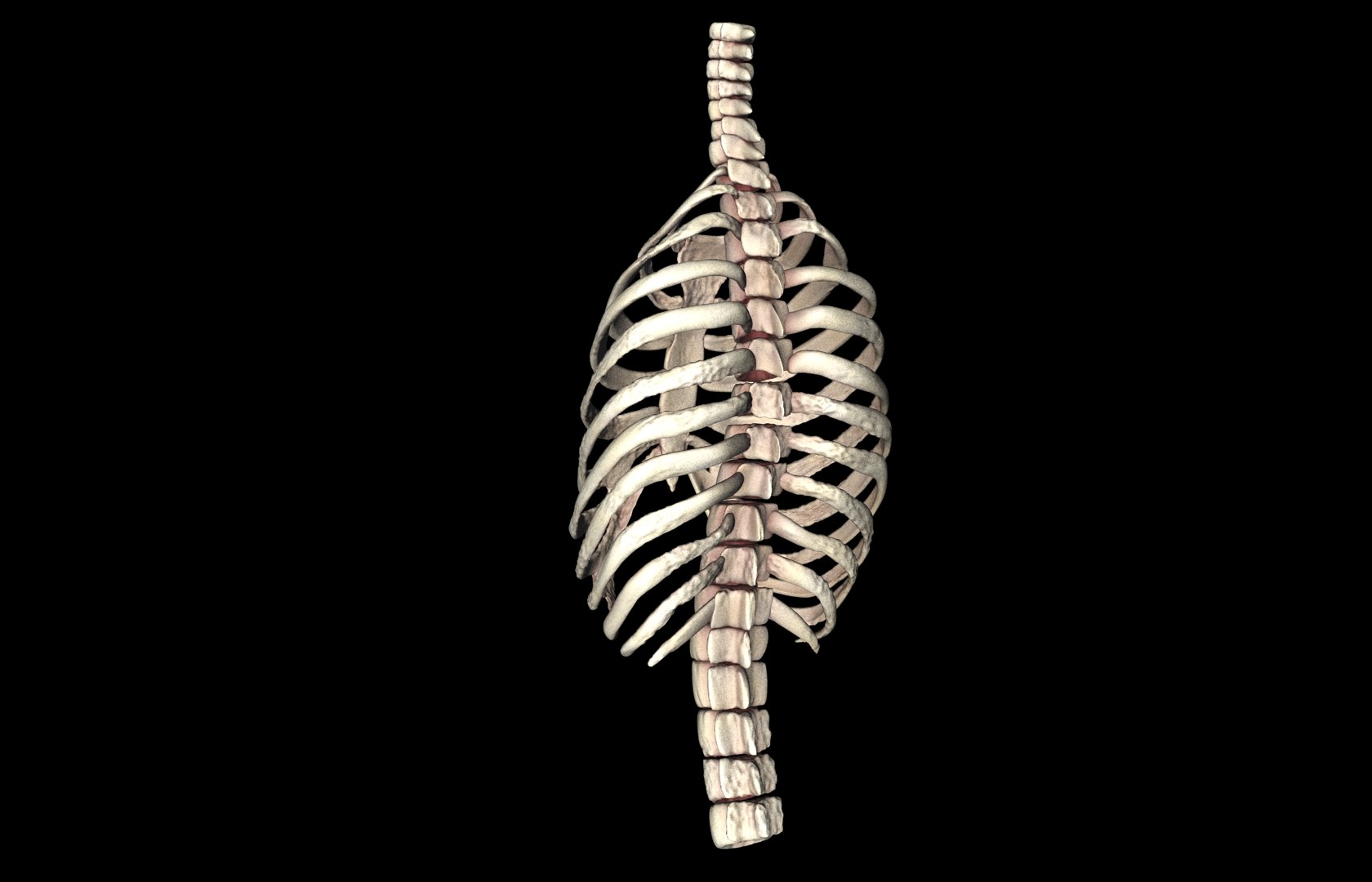 Rib Cage Accurate 3d Model With Verterbrae and Ribs 3D model_25