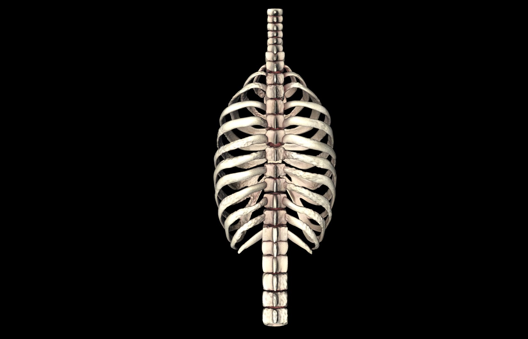 Rib Cage Accurate 3d Model With Verterbrae and Ribs 3D model_24