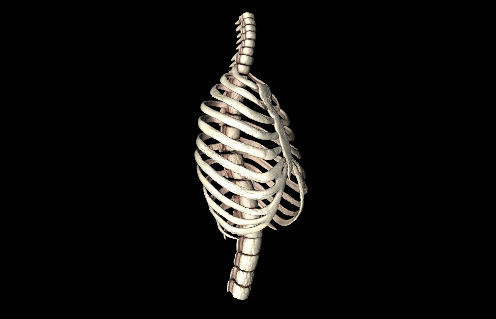 Rib Cage Accurate 3d Model With Verterbrae and Ribs 3D model_13