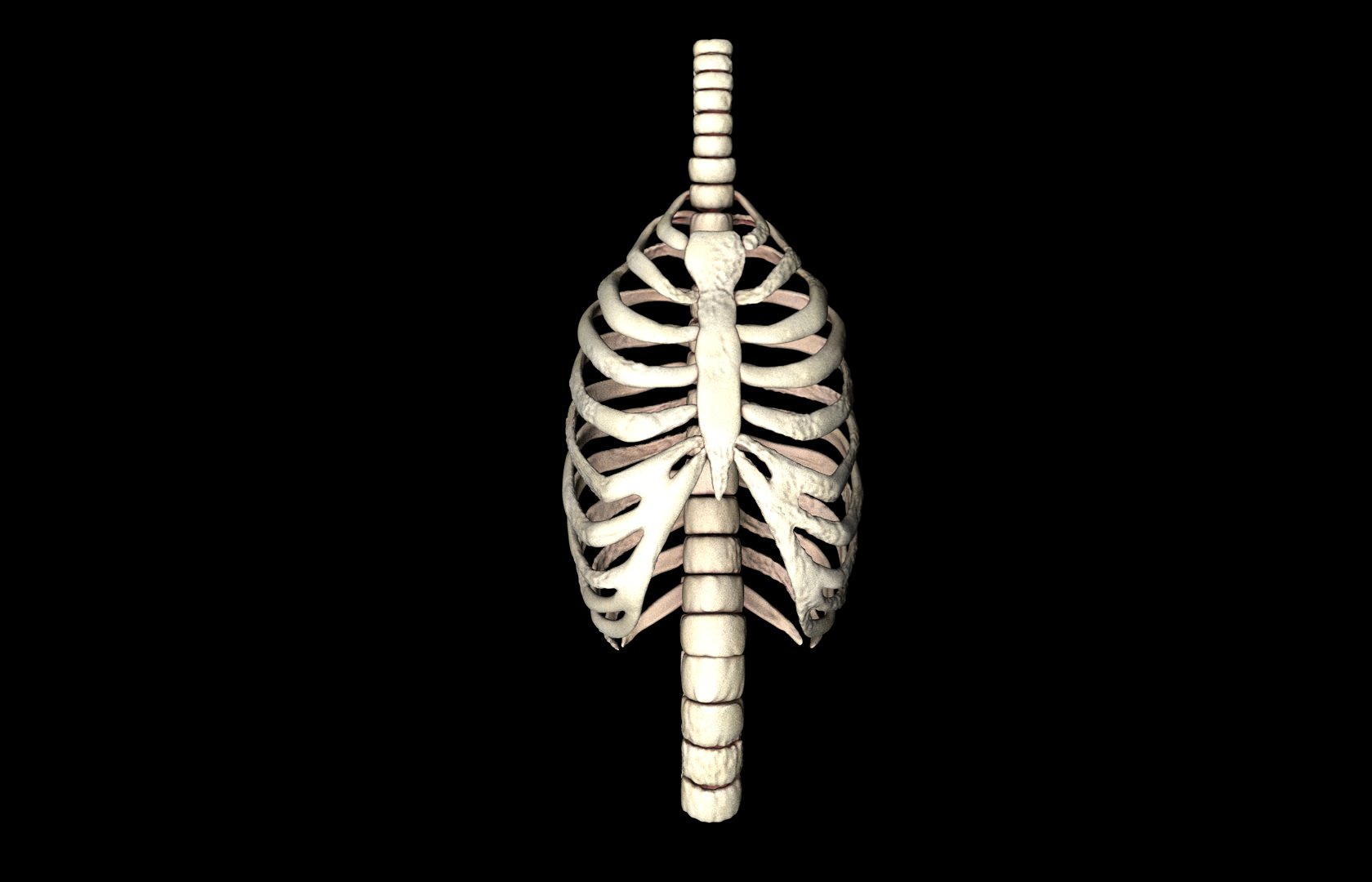 Rib Cage Accurate 3d Model With Verterbrae and Ribs 3D model_5