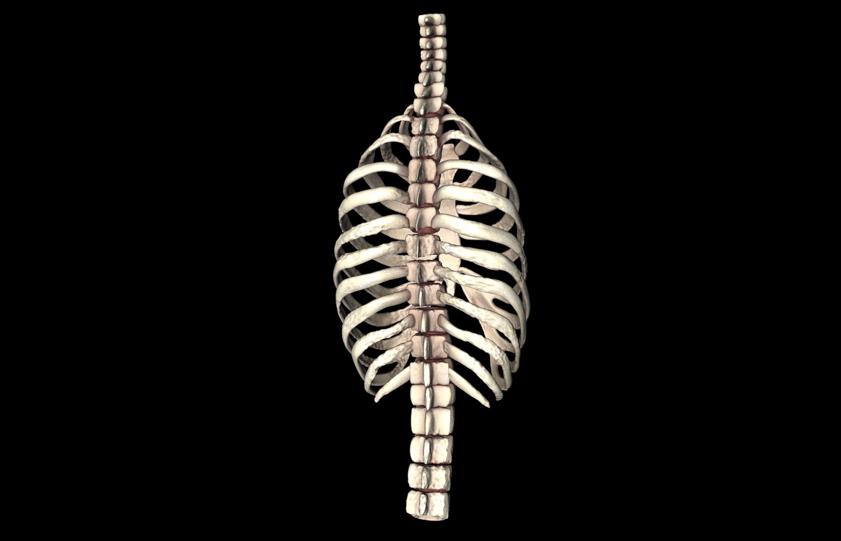 Rib Cage Accurate 3d Model With Verterbrae and Ribs 3D model_21