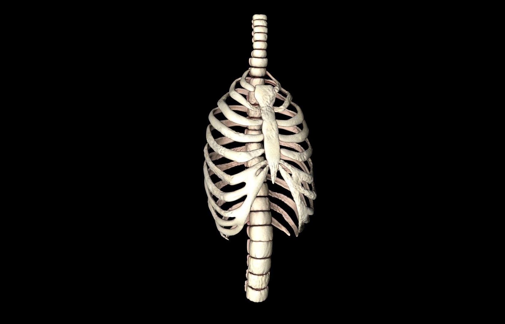 Rib Cage Accurate 3d Model With Verterbrae... 3D Model ...