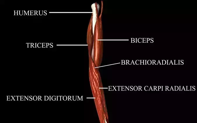 Elbow Joint with Muscles Medically Accurate 3d model 3D model