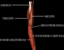 Elbow 3D Models | Download 3D Elbow files | CGTrader.com