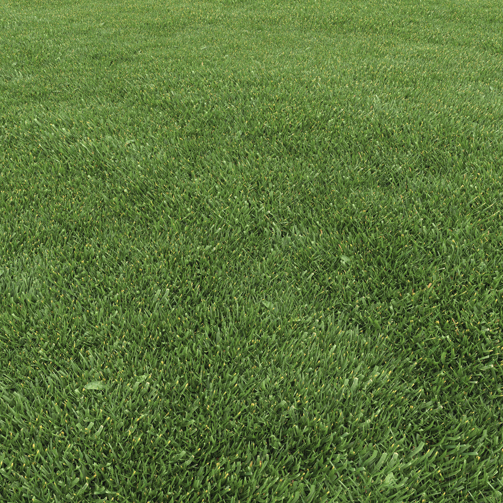 Lawn grass 3D model_9