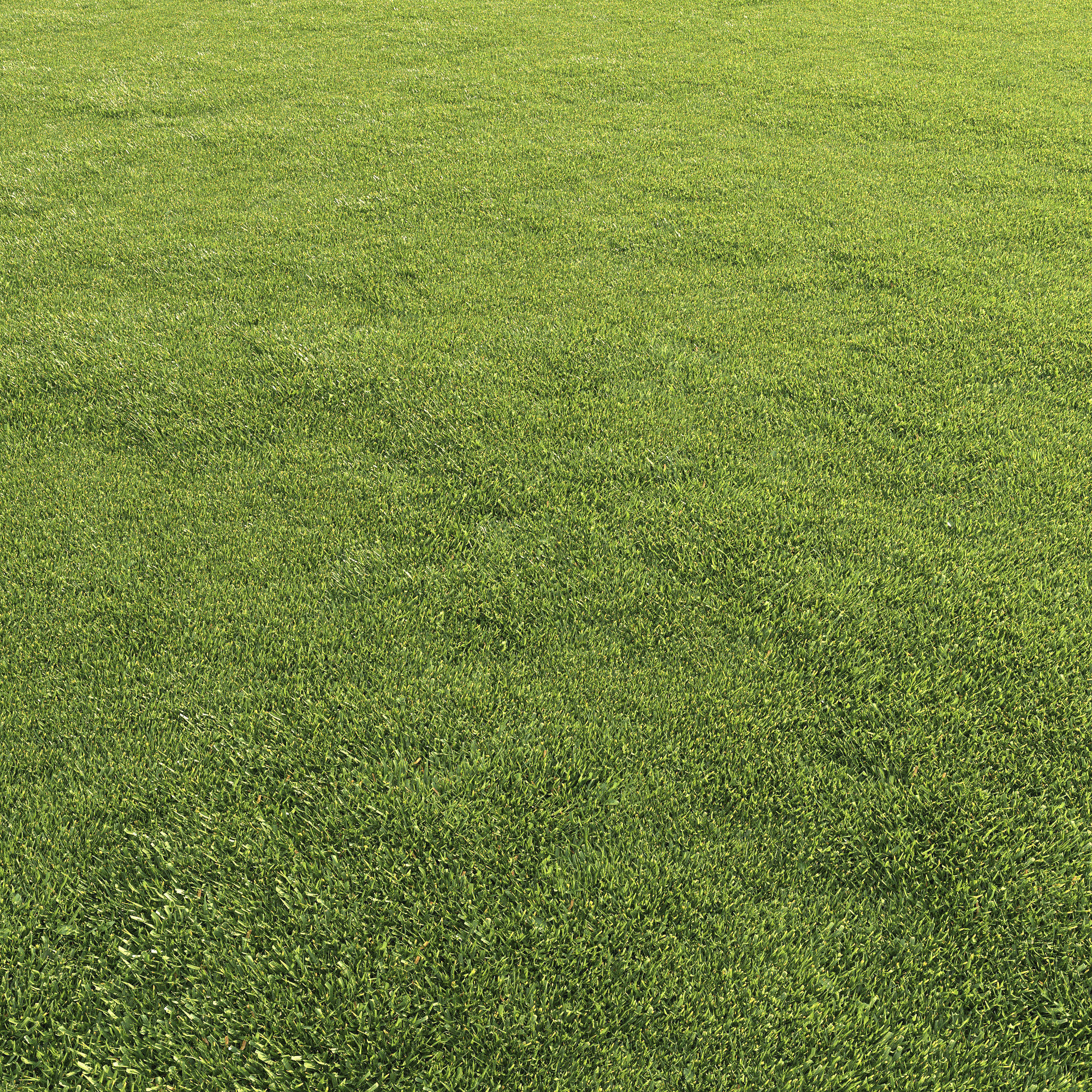 Lawn grass 3D model_5
