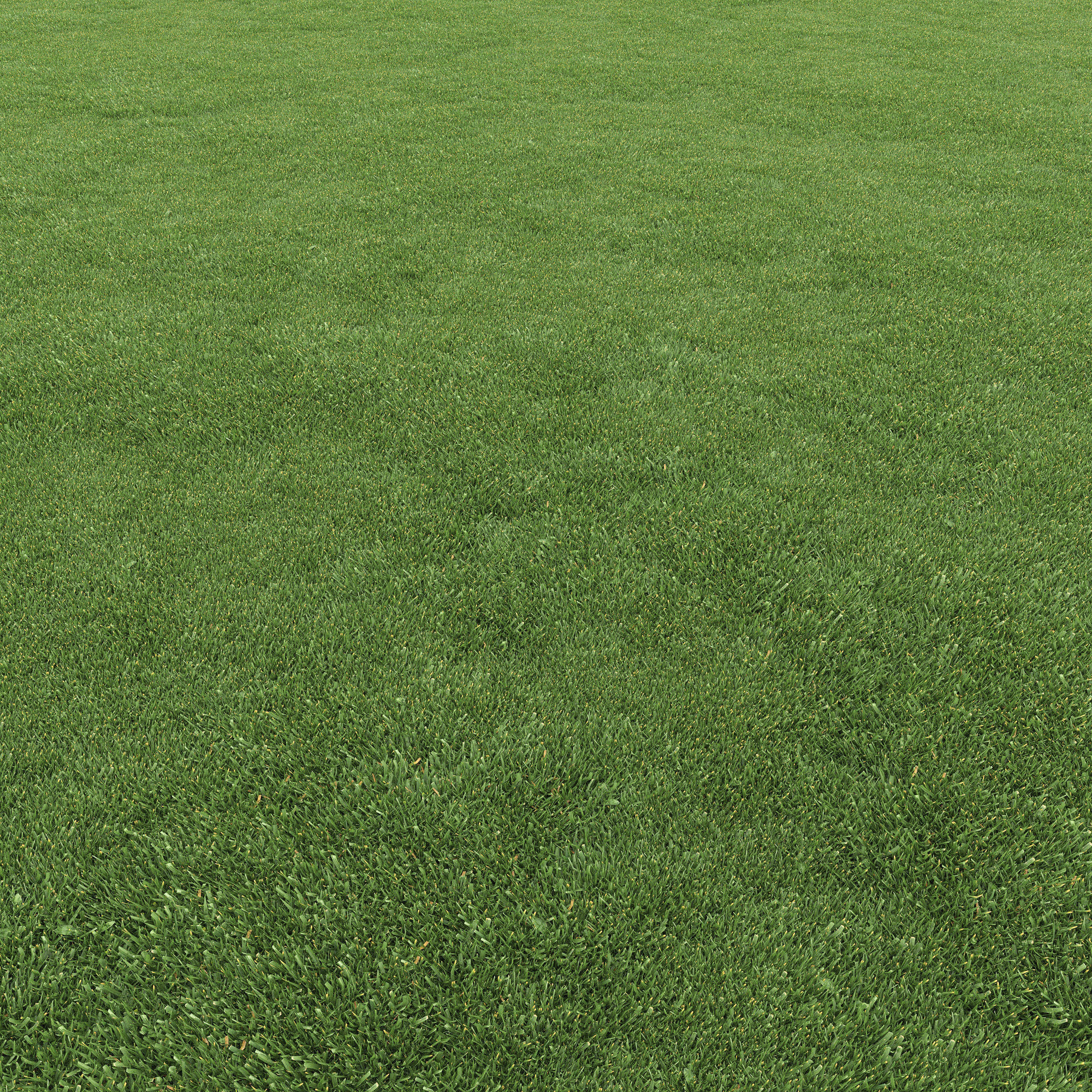 Lawn grass 3D model_6