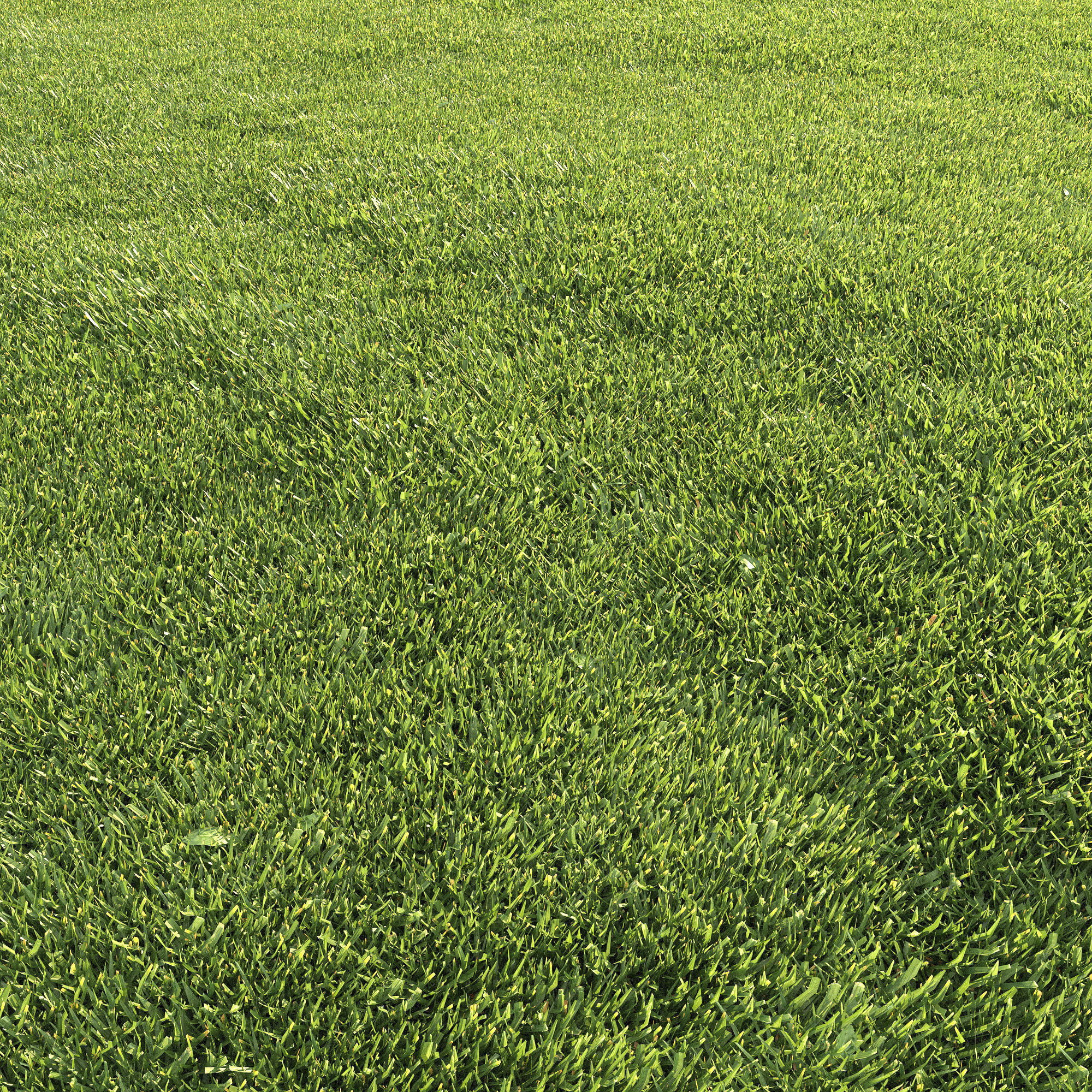 Lawn grass 3D model_10