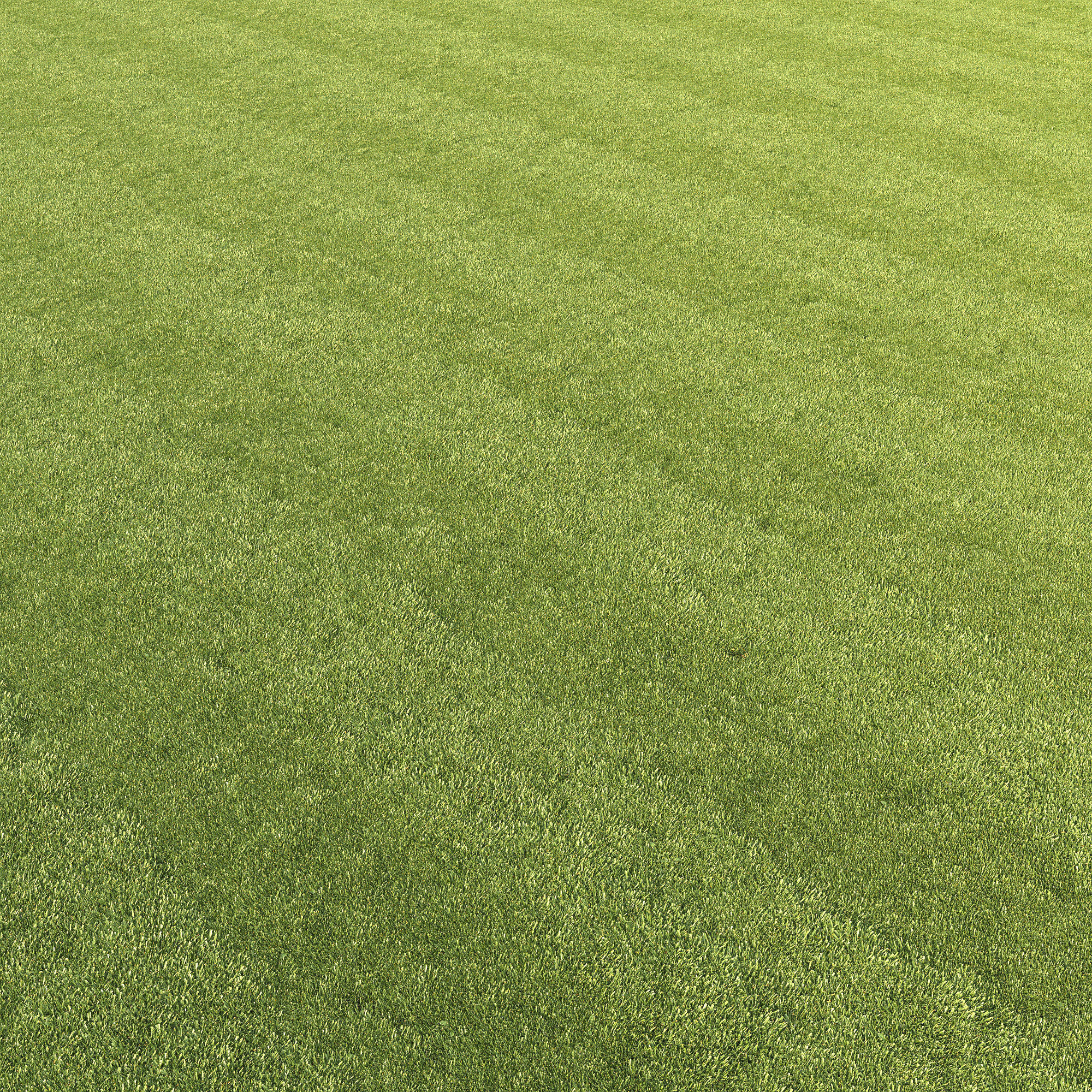 Lawn grass 3D model_12