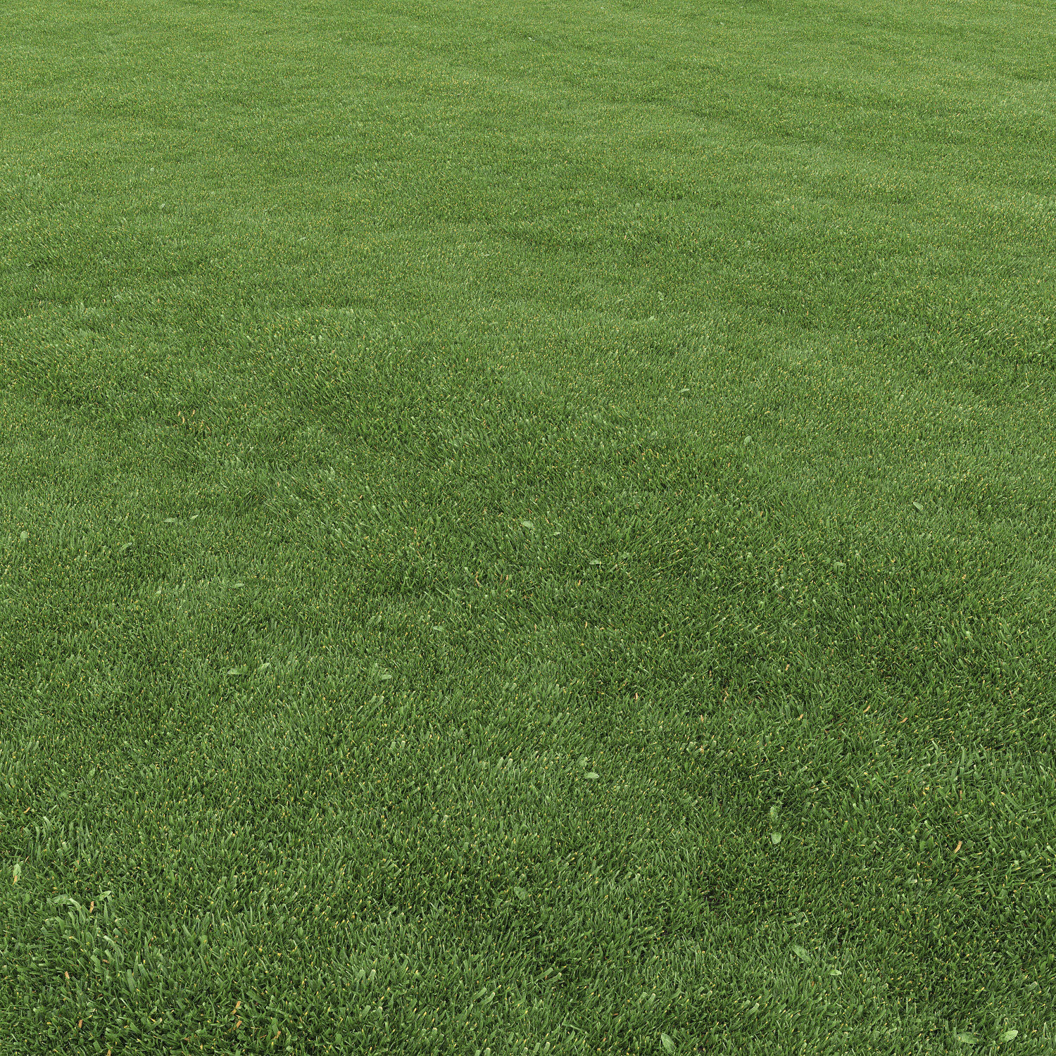 Lawn grass 3D model_1