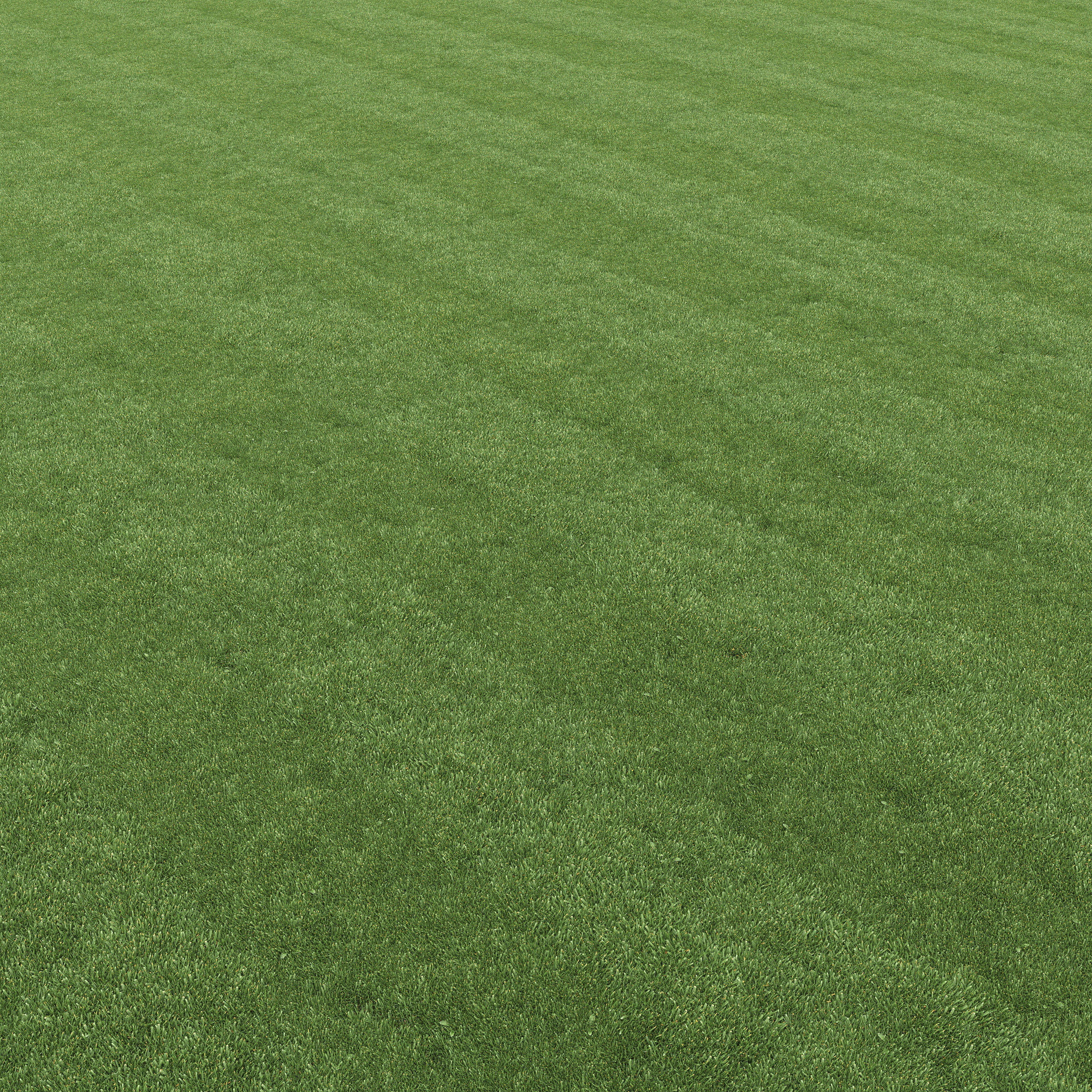 Lawn grass 3D model_11