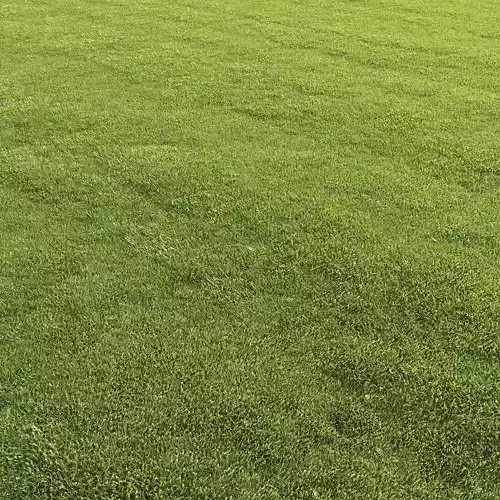 Lawn grass 3D model