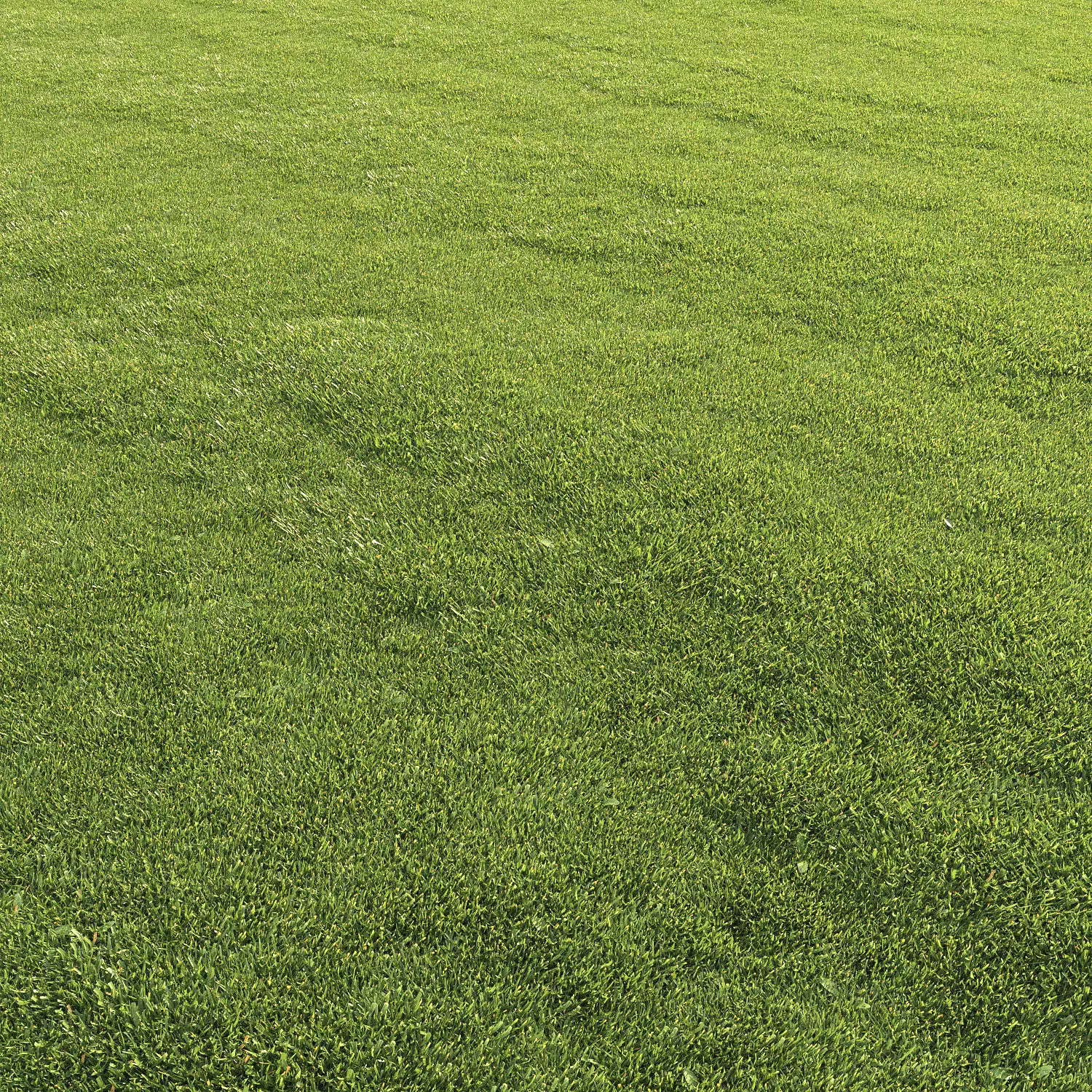 Lawn grass 3D model_0