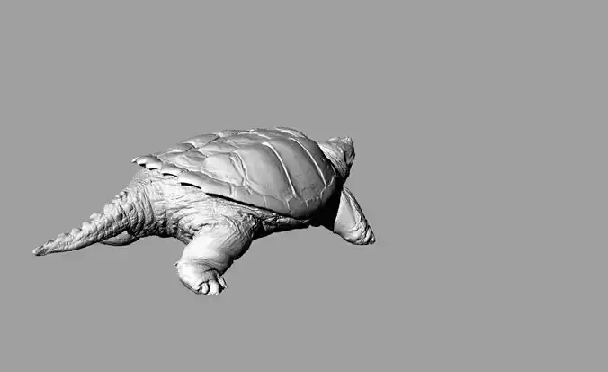 Snapping turtle - Chelydra serpentina