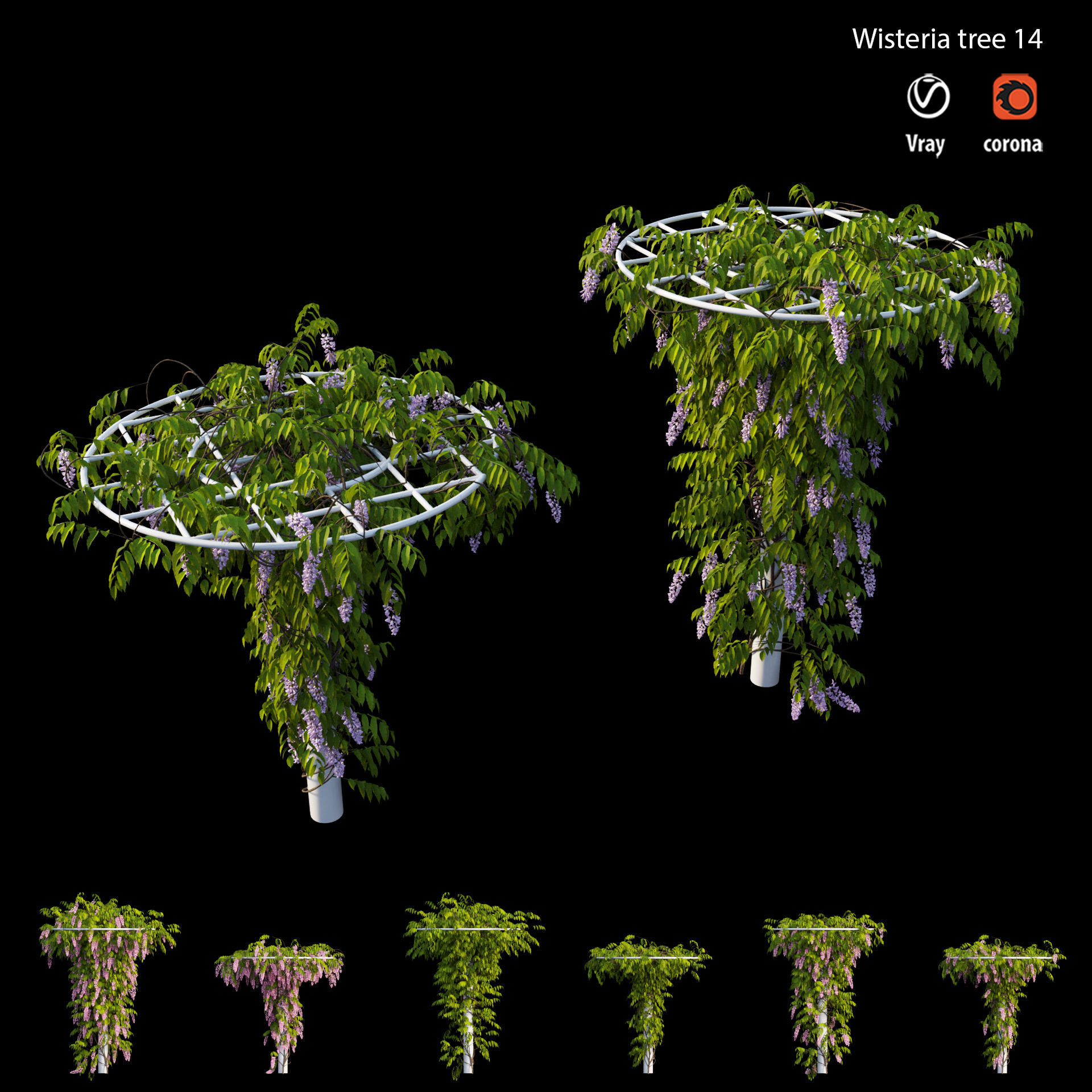 Wisterial tree 14 3D model_7