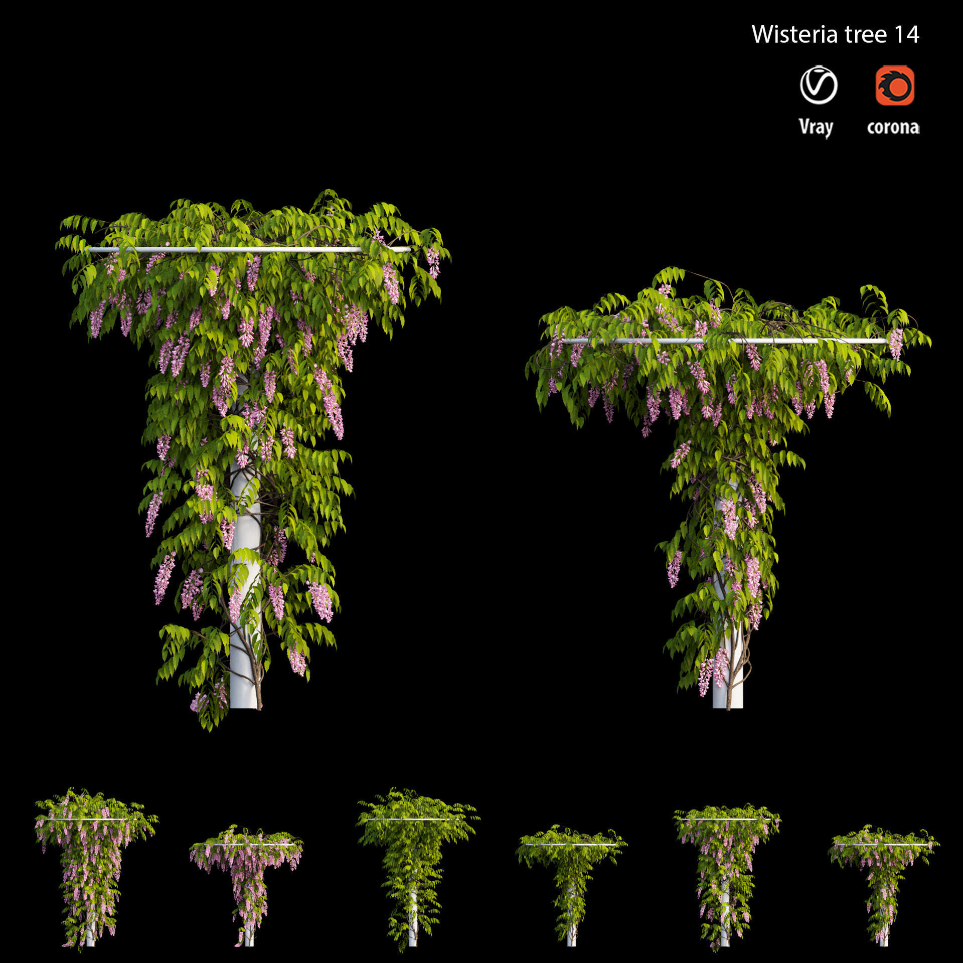 Wisterial tree 14 3D model_9