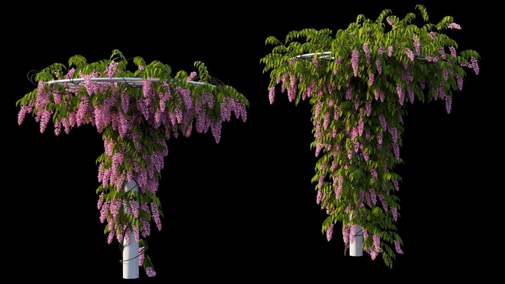 Wisterial tree 14 3D model_13