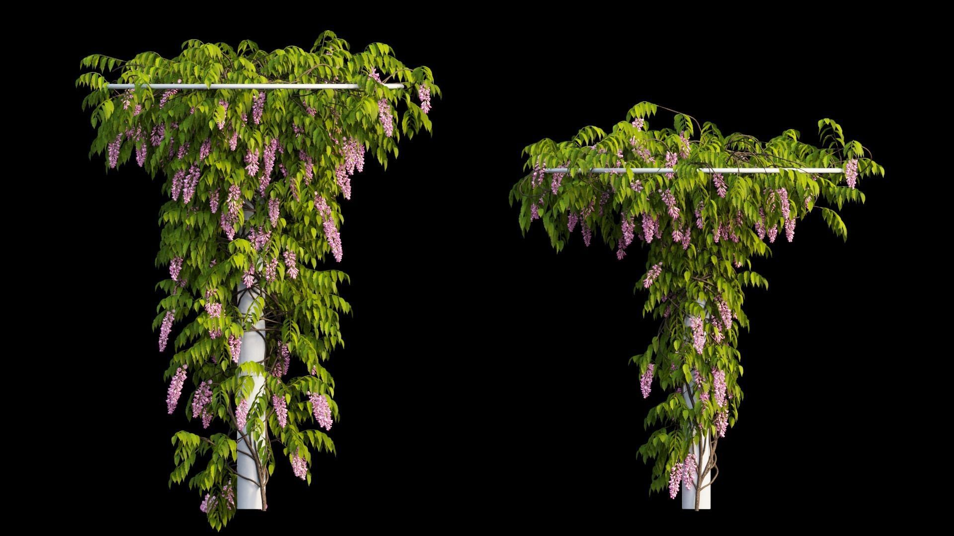 Wisterial tree 14 3D model_18