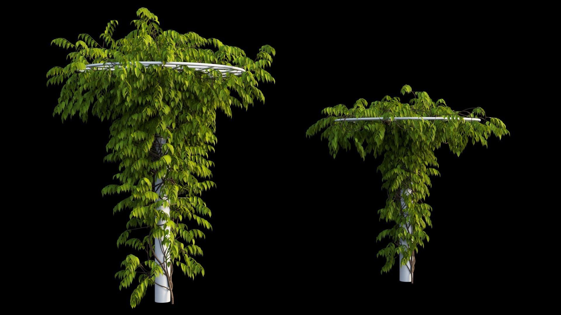 Wisterial tree 14 3D model_17