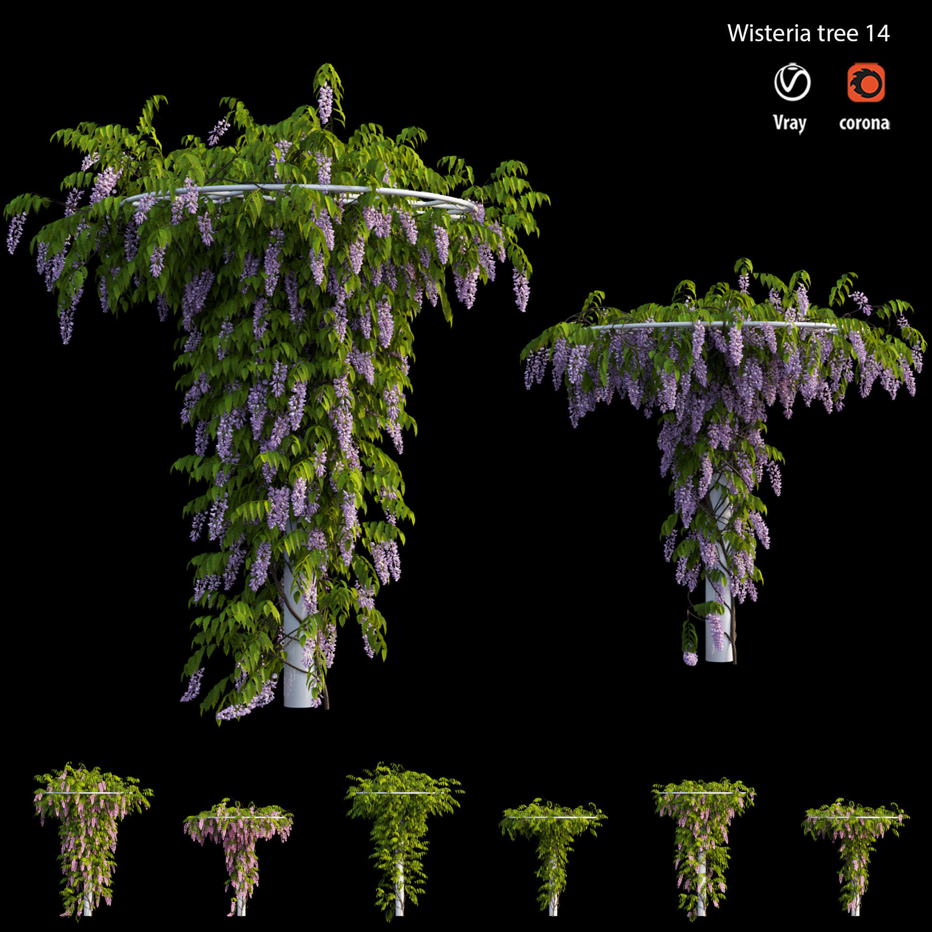 Wisterial tree 14 3D model_3