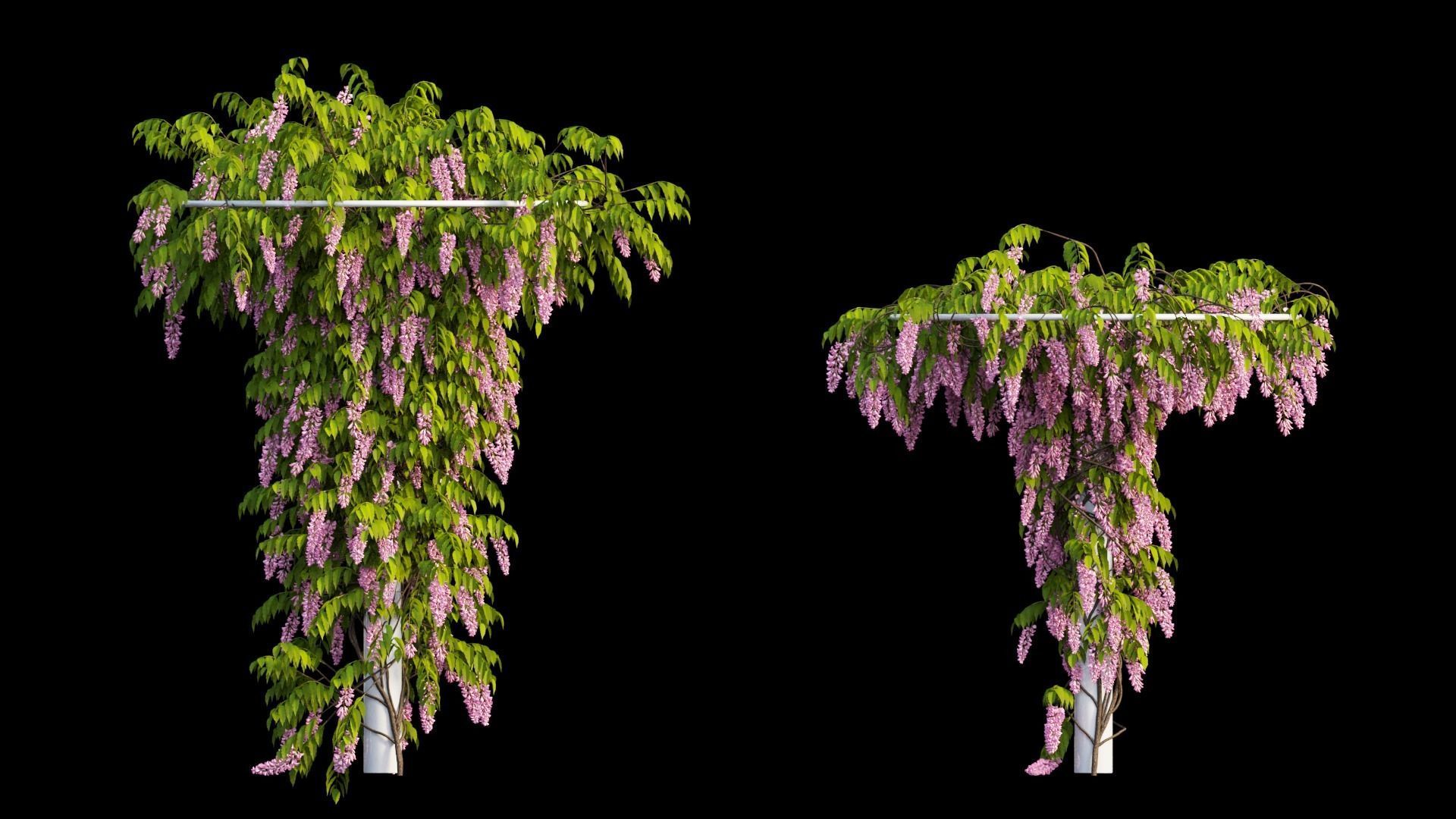 Wisterial tree 14 3D model_12