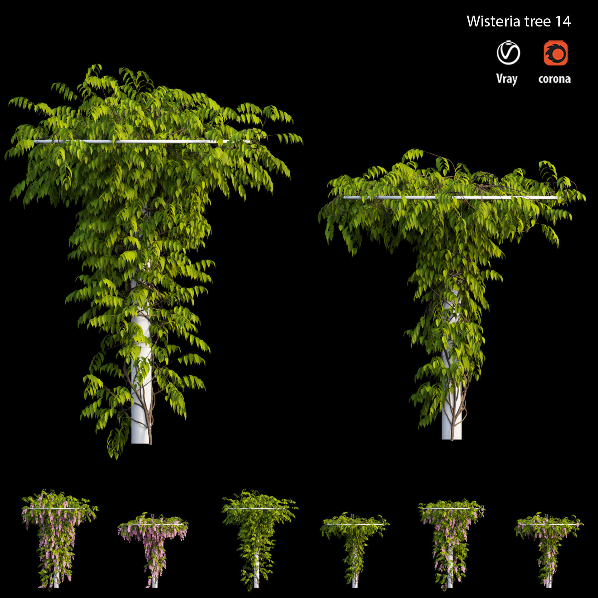 Wisterial tree 14 3D model_4