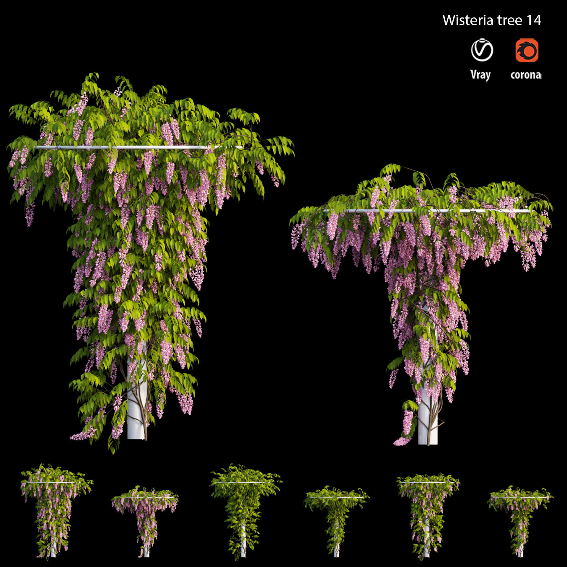 Wisterial tree 14 3D model_1