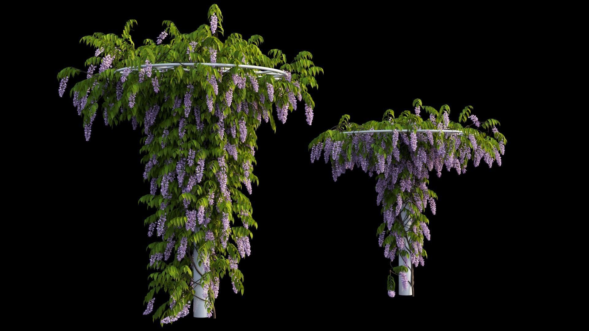 Wisterial tree 14 3D model_15