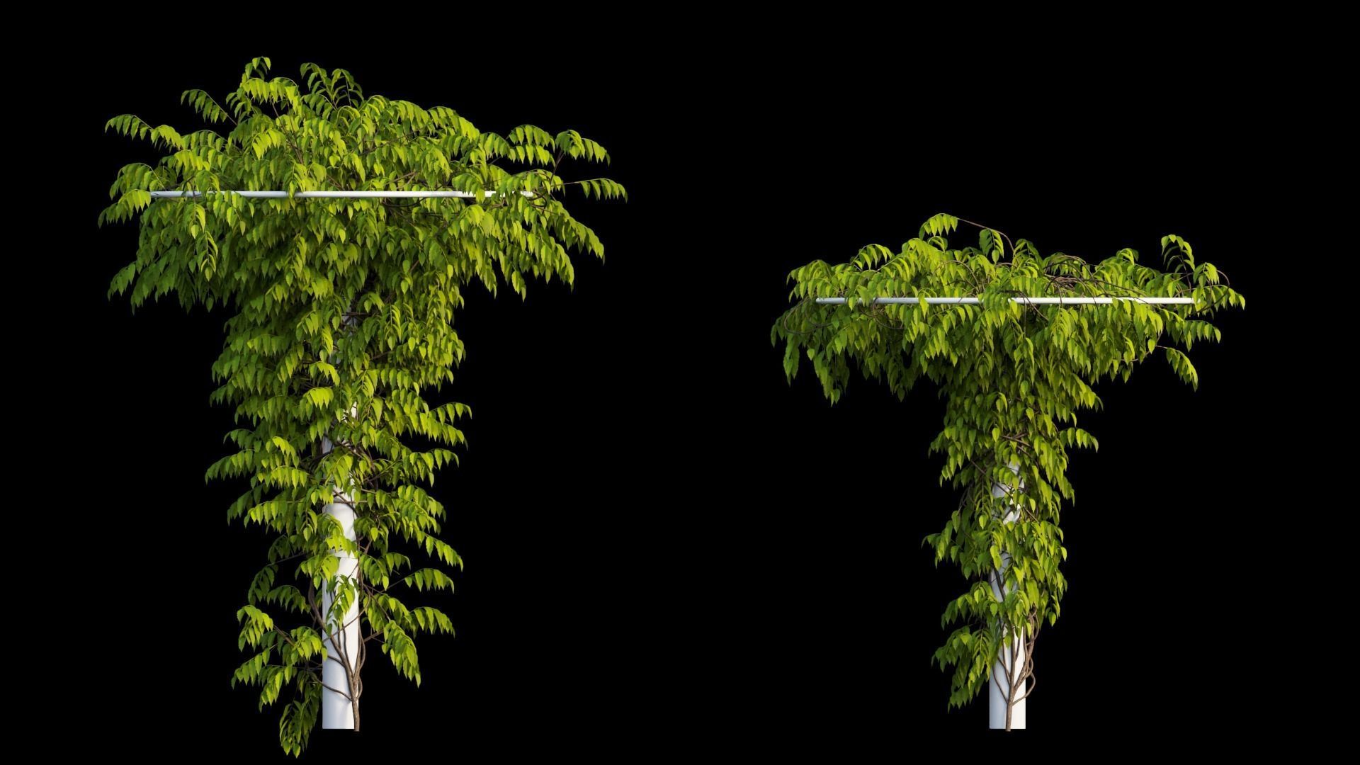 Wisterial tree 14 3D model_16