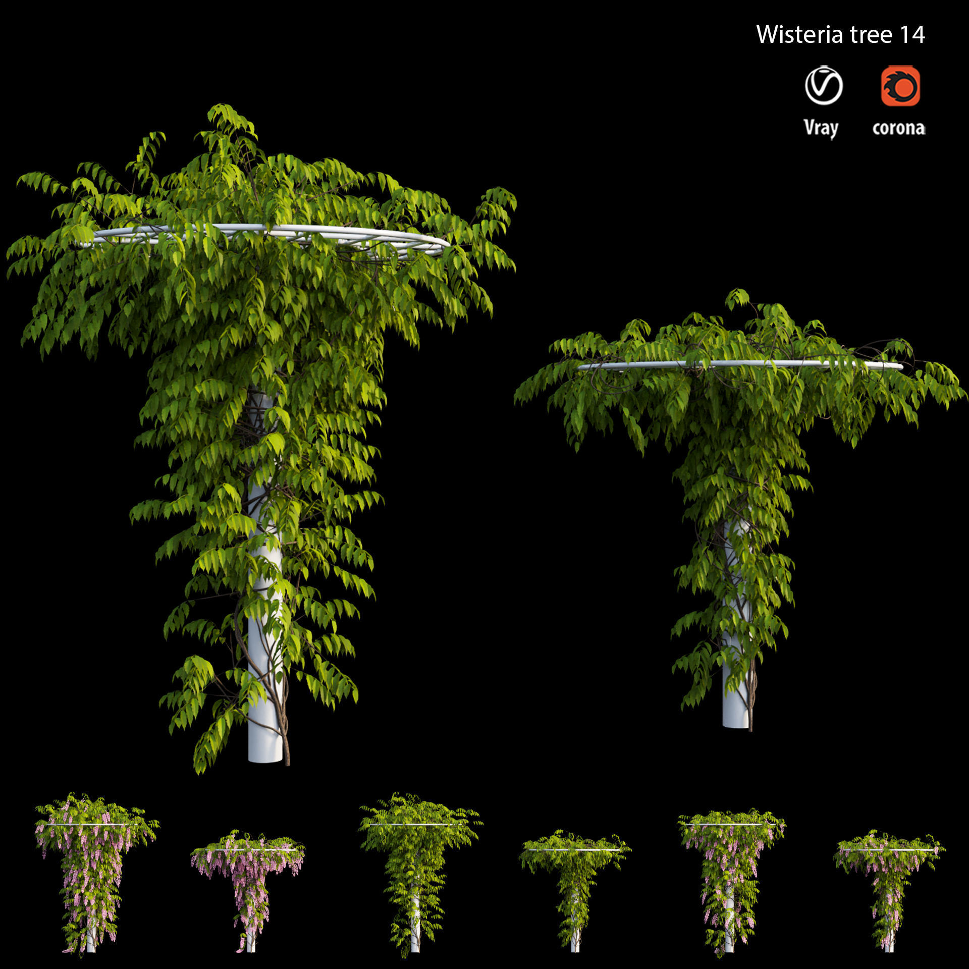 Wisterial tree 14 3D model_5