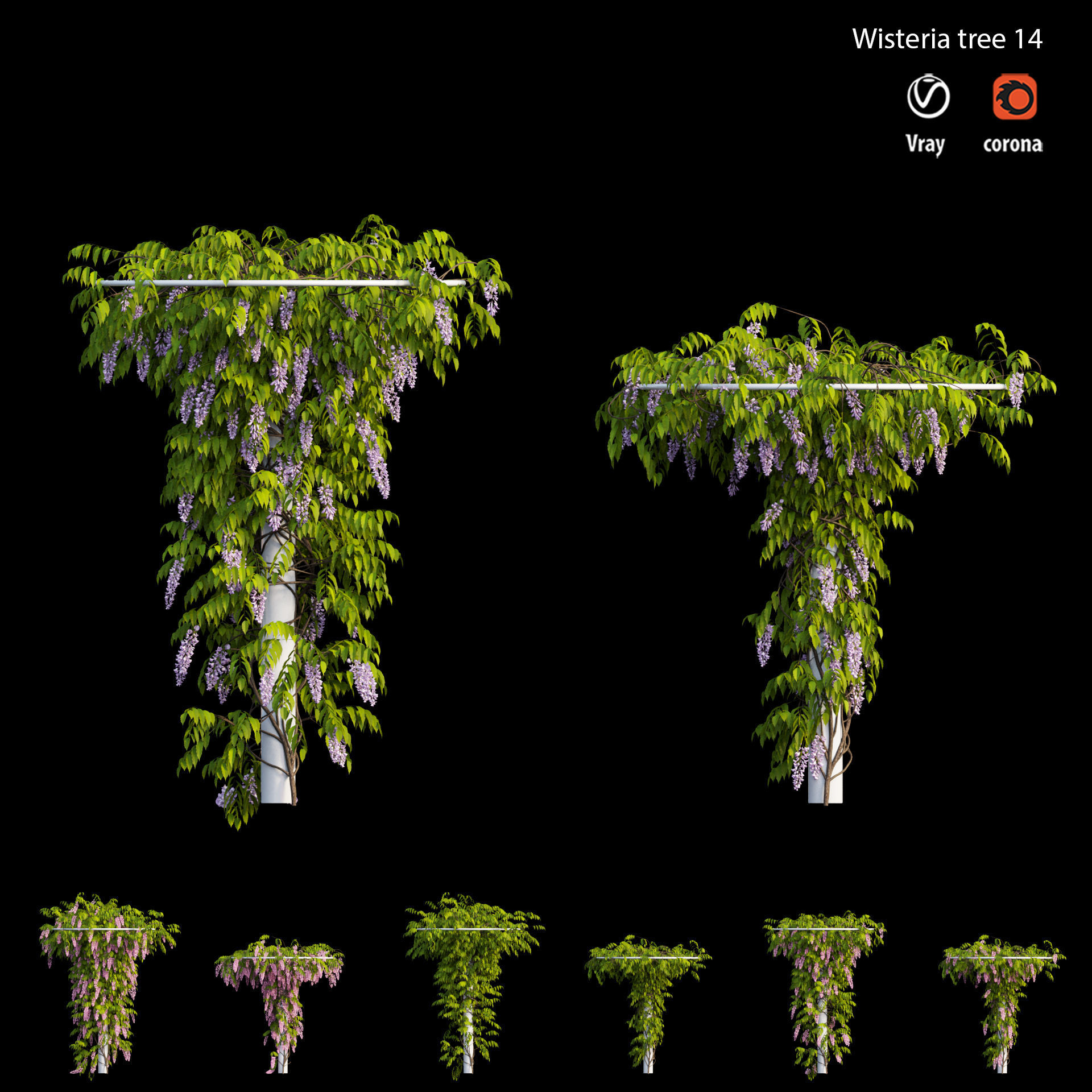 Wisterial tree 14 3D model_6