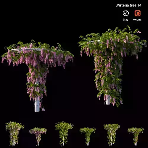 Wisterial tree 14