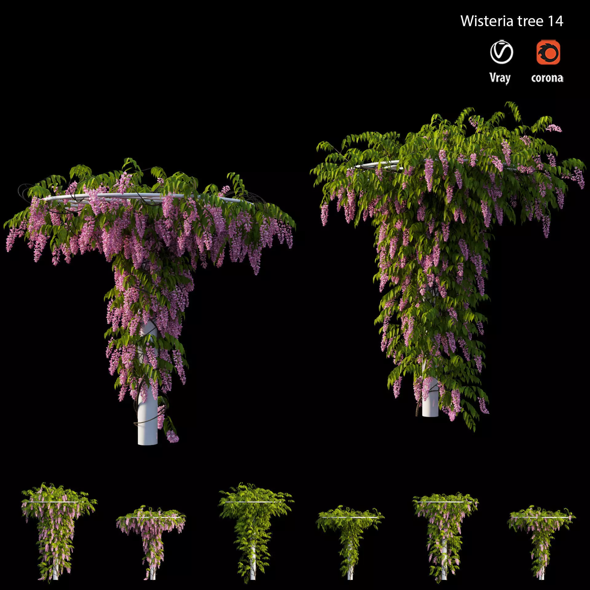 Wisterial tree 14 3D model_0
