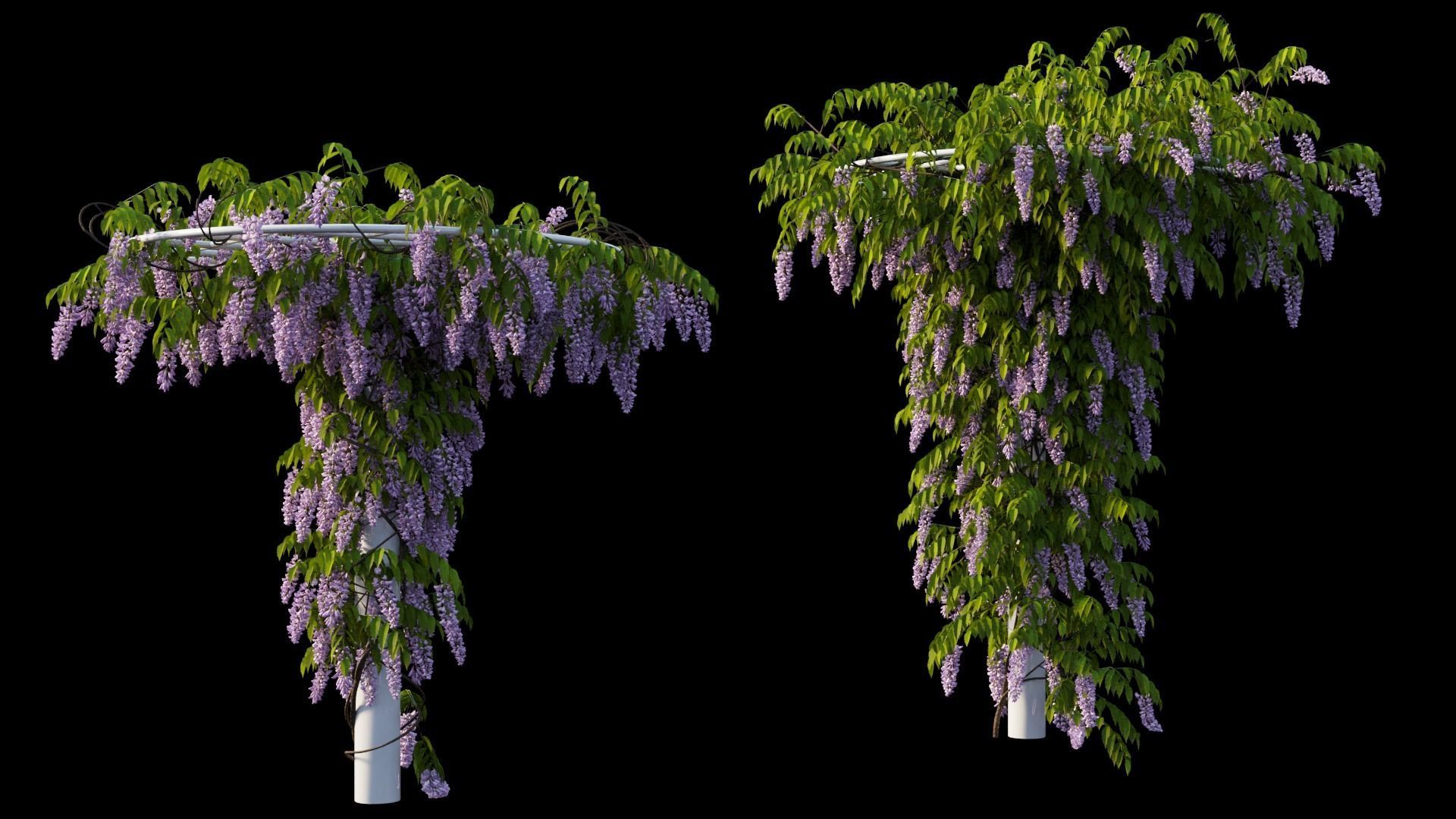 Wisterial tree 14 3D model_14