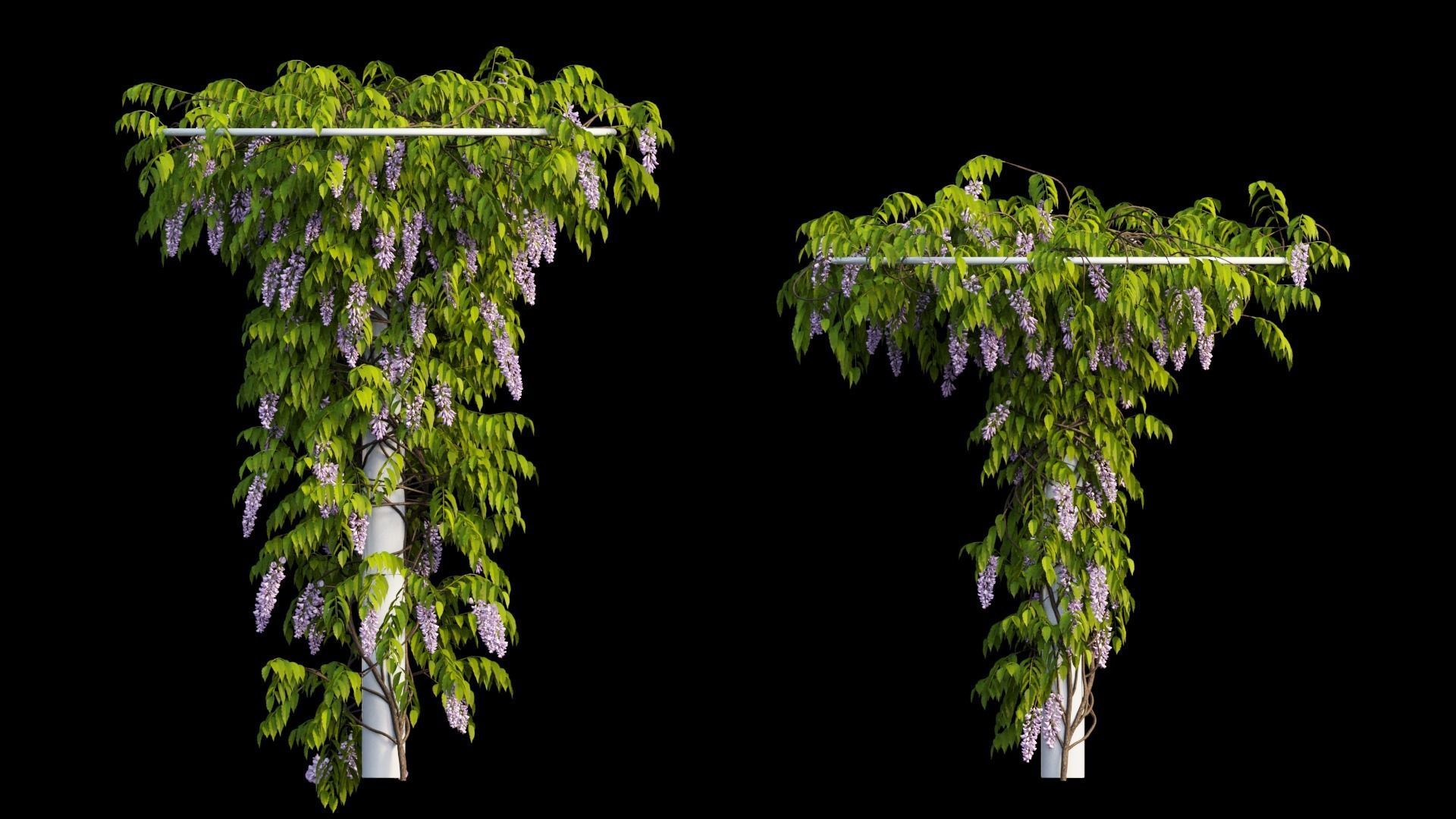 Wisterial tree 14 3D model_19