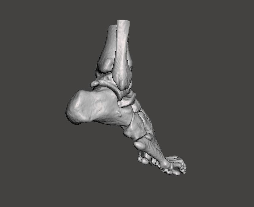 Right Foot - male 3D model_22