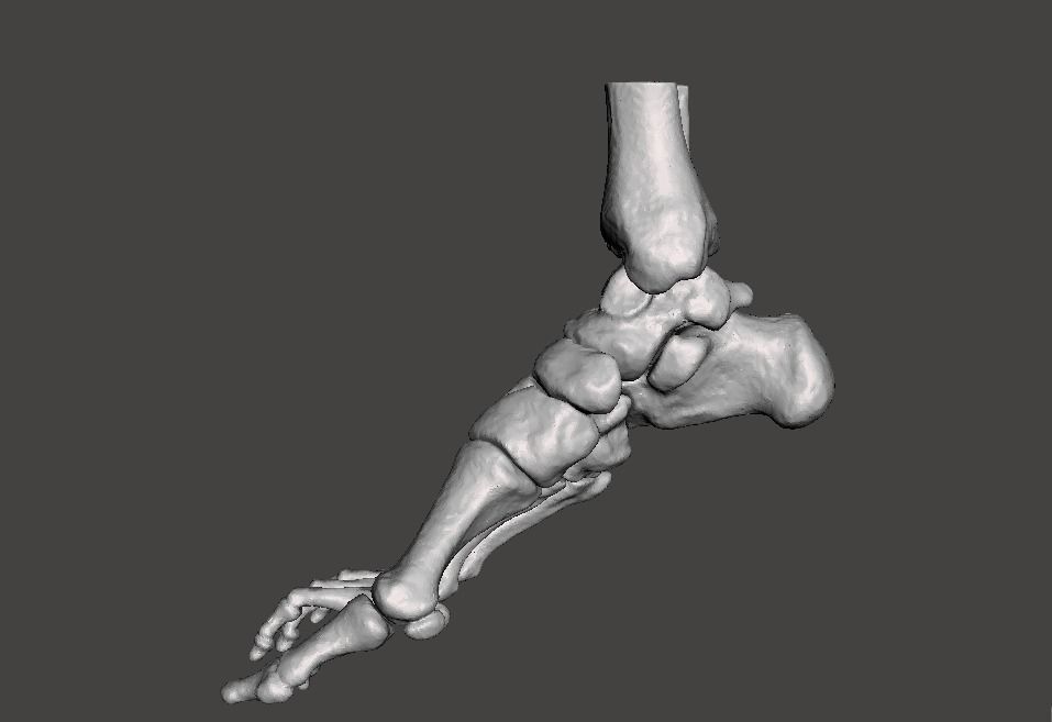 Right Foot - male 3D model_5