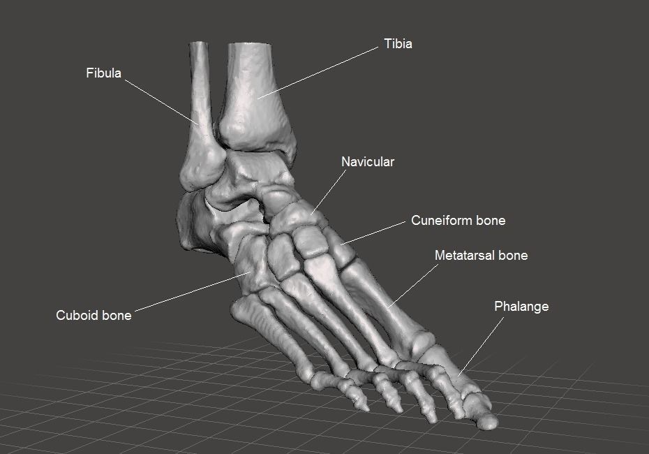 Right Foot - male 3D model_2