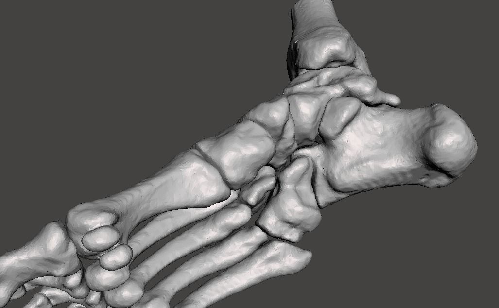 Right Foot - male 3D model_29