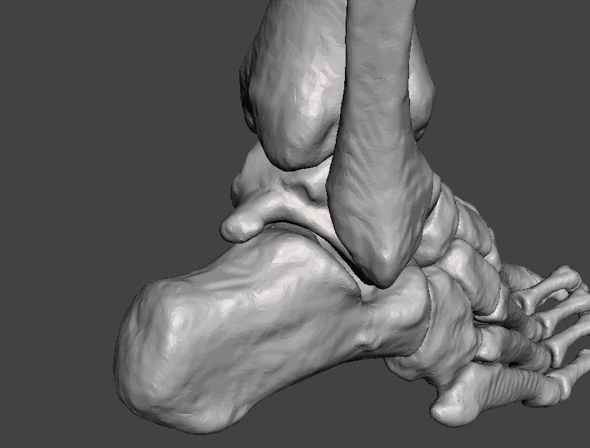 Right Foot - male 3D model_3
