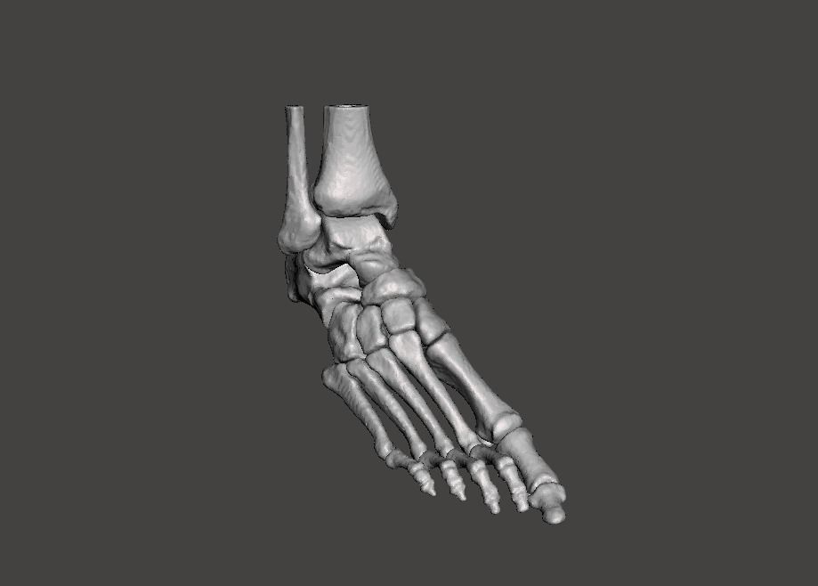 Right Foot - male 3D model_25