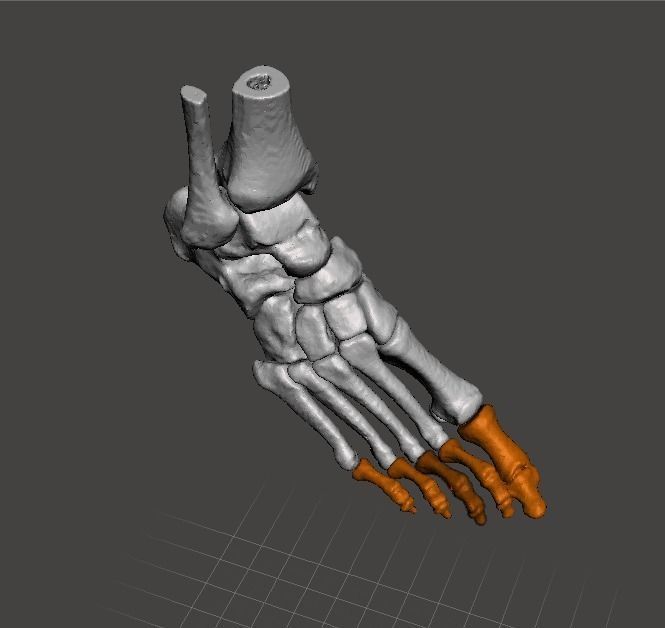 Right Foot - male 3D model_7