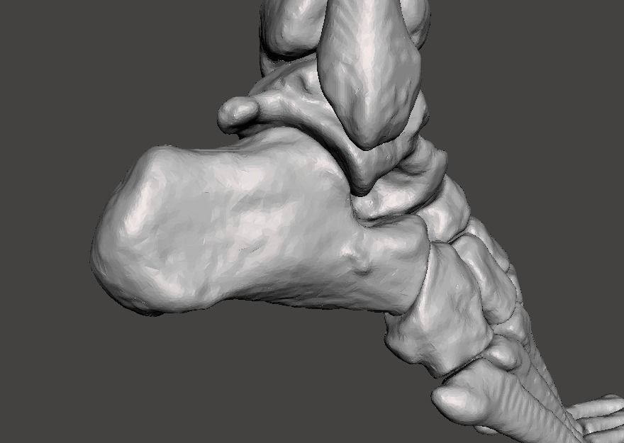 Right Foot - male 3D model_28